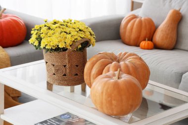 Oturma odasındaki masada kabak kabaklı kasımpatı çiçekleri, yakın plan.