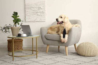 Şirin Labrador köpeği, kravatı evde koltukta yatıyor.