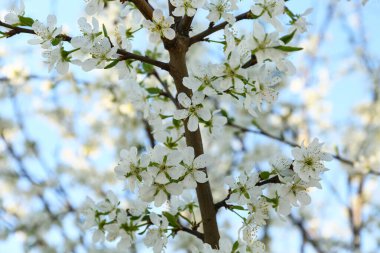Mavi gökyüzü arka planında, güzel çiçek açan ağaç dalları, yakın plan.