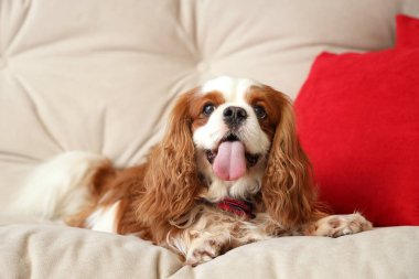 Şirin süvari Kral Charles spaniel evde kanepede uzanmış papyonlu.