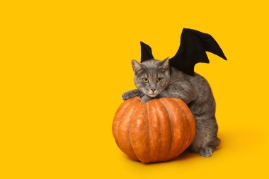 Yarasa kanatlı şirin kedi ve sarı arka planda Cadılar Bayramı balkabağı