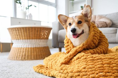 Evde yerde turuncu ekoseli şirin Corgi köpeği.