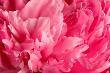 Arka plan olarak güzel şakayık çiçeğinin dokusu, yakın plan