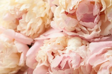 Arka plan olarak güzel şakayık çiçeklerinin dokusu, yakın plan