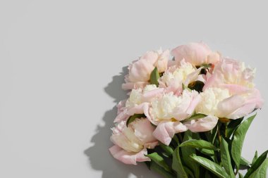 Güzel Şakayık çiçekleri gri arka plan üzerinde