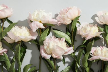 Güzel Şakayık çiçekleri gri arka plan üzerinde