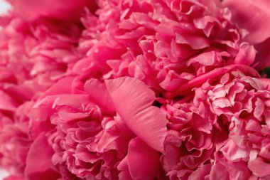 Güzel pembe şakayık çiçekleri, yakın plan.