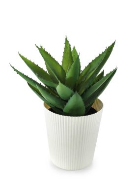 Beyaz arkaplanda suni aloe