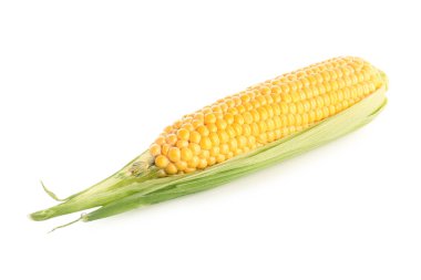 Beyaz arkaplanda taze mısır koçanı