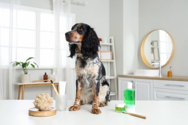 Banyo masasında duş malzemesi olan şirin bir cocker spaniel.