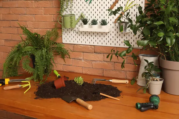 Atölyedeki bahçe aletli bitkiler