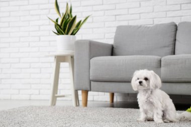 Modern oturma odasındaki halının üzerinde şirin bir Maltese köpeği.