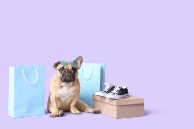 Mor arka planda alımları olan sevimli Fransız bulldog 'u.