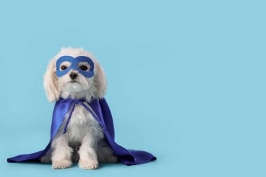 Mavi arka planda süper kahraman kostümlü şirin bir köpek.