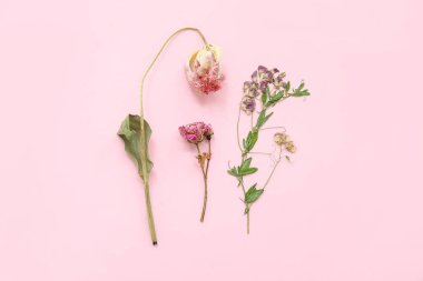 Pembe arka planda kurutulmuş çiçekler
