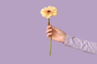 Leylak arka planında güzel bir Gerbera çiçeği olan bir kadın eli.