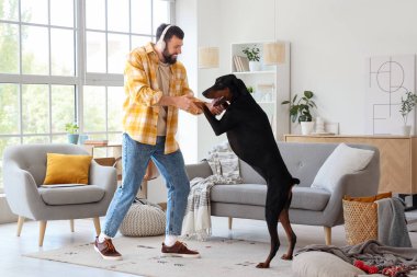 Evde Dobermann köpek dansı yapan kulaklıklı genç adam.