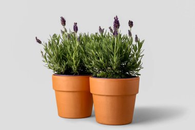 Beyaz arkaplanda lavantalı tencereler