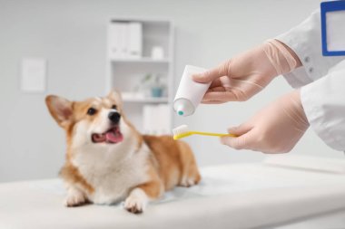 Veteriner veteriner veteriner veteriner kliniğindeki şirin Corgi köpeğinin yanındaki diş fırçasına diş macunu sürüyor.