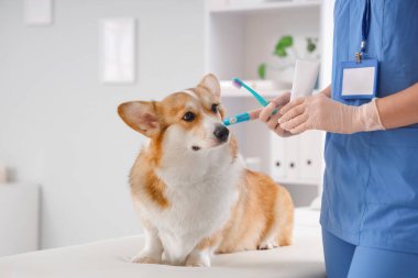 Veteriner, parmak diş fırçası ve diş macunu. Veteriner kliniğinde Corgi Dog 'un yanında.