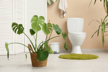 Tuvalette palmiye bitkisi olan bir sepet.