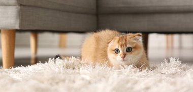 Evdeki yumuşak beyaz halıda sevimli kedi yavrusu, yakın plan.