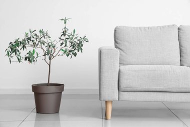 Gri kanepe ve bitki, odanın ışık duvarının yanında.