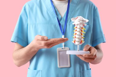 Erkek doktor pembe arka planda omurga modeli gösteriyor.