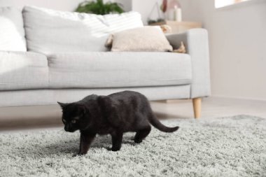 Oturma odasına sızan sevimli siyah kedi.