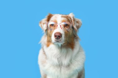 Mavi arka planda gözlüklü şirin Avustralya çoban köpeği.