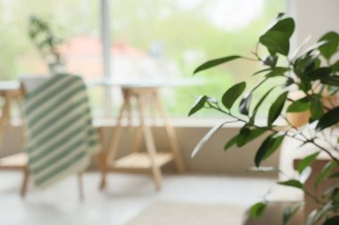 Oturma odasına dallar dikin, yakın plan.