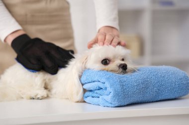 Kadın kuaför, kuaförde saç eldiveni çıkartan sevimli Malta köpeği fırçalıyor.