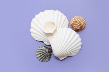 Leylak arka planında çok farklı deniz kabukları var.