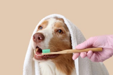 Avustralya çoban köpeğinin dişlerini bej arka planda fırçalayan veteriner dişleri, yakın plan. Hayvan Diş Sağlığı Ayı