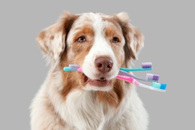 Gri arka planda ağzında diş fırçası olan sevimli bir köpek.