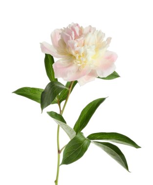 Beyaz arka planda güzel bir şakayık çiçeği