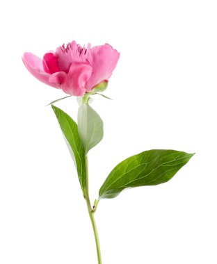 Beyaz arka planda güzel pembe şakayık çiçeği