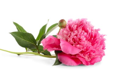 Beyaz arka planda güzel bir şakayık çiçeği