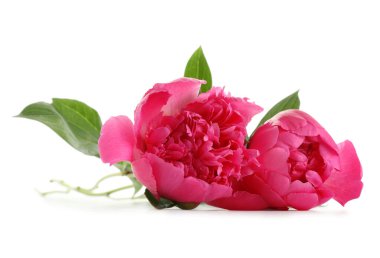 Beyaz arka planda güzel pembe şakayık çiçekleri