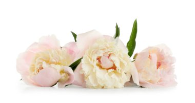 Beyaz arka planda güzel şakayık çiçekleri