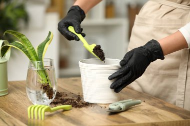 Sansevieria bitkisini evdeki masada yeni bir çömleğe nakleden bir kadın. Yakın çekim.