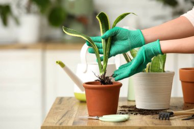 Kadın eli, masadaki sansevieria bitkisini naklediyor. Yakın çekim.
