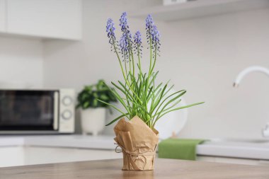 Mutfaktaki masada güzel Muscari çiçekleri, yakın plan.