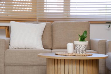 Oturma odasındaki kanepenin yanında vazo olan bitki.