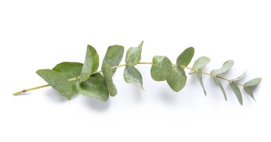 Beyaz zemin üzerine yeşil okaliptüs şube