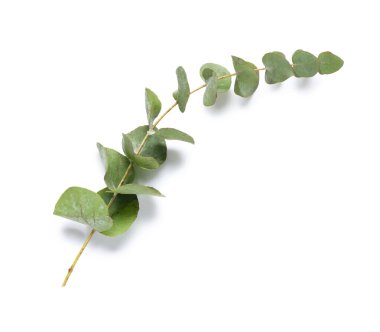 Beyaz zemin üzerine yeşil okaliptüs şube