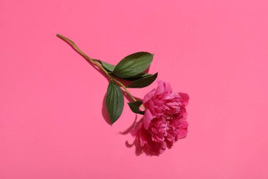 güzel Şakayık Çiçeği pembe bir arka plan üzerinde