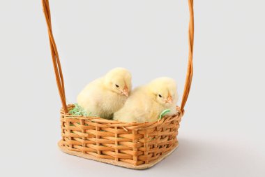 Gri arka planda sevimli küçük piliçlerin olduğu sepet.