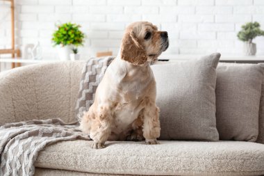 Şirin Cocker Spaniel evdeki kanepede