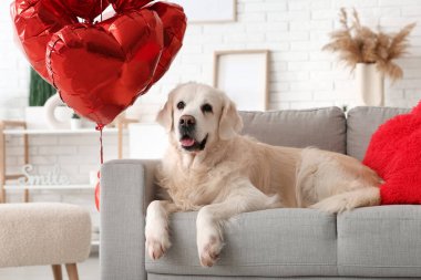 Evdeki kanepede uzanmış balonlu şirin Labrador köpeği. Sevgililer Günü kutlaması